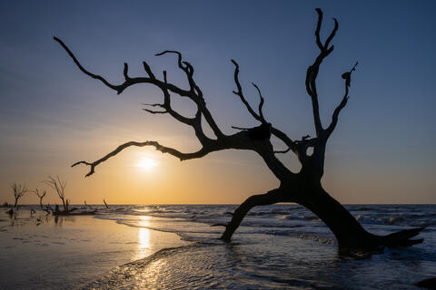 The sun rises at south carolinas bull island at the boneyard beach containing skeltons of trees being swallowed by the surf.