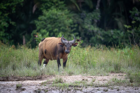 An african forest buffalo stands in the bai of congo, africa with oxpeckers on its back. 
