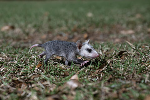 Young Possum