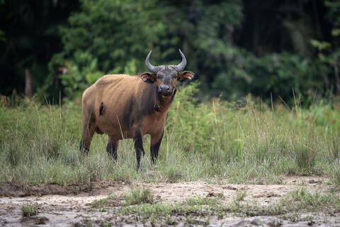 An african forest buffalo stands in the bai of congo, africa with oxpeckers on its back. 