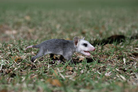 Young Possum