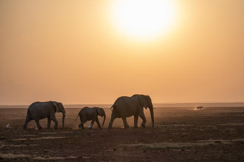 Elephants and a zebra trek along the parched landscape in search of water in samburu national park during the dry season. 