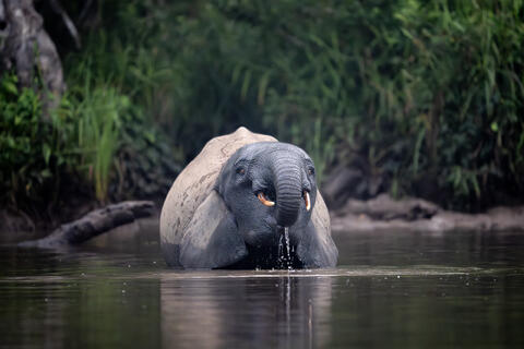A young African forest elephants drinks water in the early morning hours in the congo, africa.