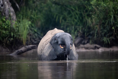 A young African forest elephants drinks water in the early morning hours in the congo, africa.