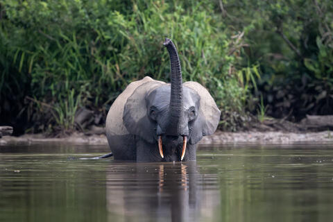 A young forest elephant sniffs the air taking scents to evaluate the environment around it. 