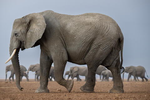 A line of elephants with some near and some further from the camera traverse the parched lakebed during the dry season in Kenya. 
