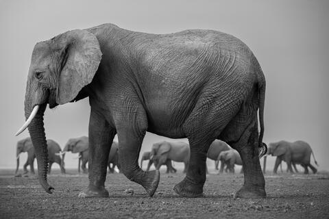 A line of elephants with some near and some further from the camera traverse the parched lakebed during the dry season in Kenya. 