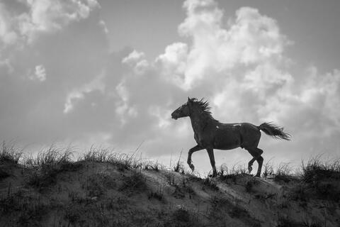 A wild horse parades the dunes in Currituck National Wild reserve in NC fending off any challengers to his dominance of the herd. 