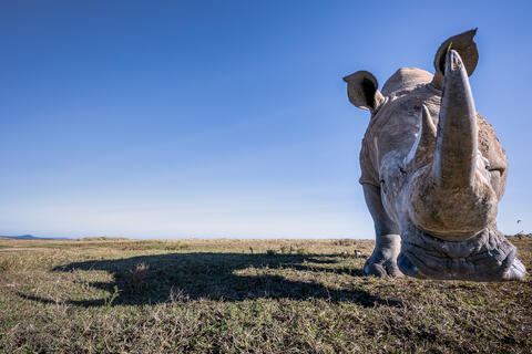 A white rhinoceros showing a close up frontal view with a perfect shadow outline off to its side during the day with a blue sky in Kenya, Africa. 