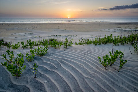 The sun rises as viewed from the rippled dunes on one of north carolina's barrier island of cape hatteras national seashore. 