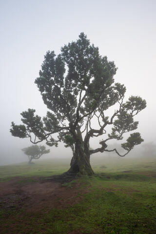 ancient laurel trees are shown in the Laurissilva forest in the ethereal, early-morning mist on the island of madeira, Portugal