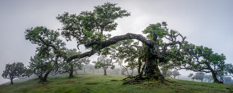 The fanal forest in madeira Portugal is pictured in landscape panorama format with fog surrounding the surreal trees in the morning.