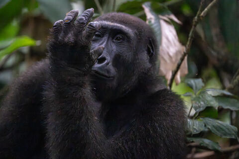 A wild western loawland gorilla make examines its palm in cogno west africa. 