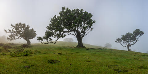 Two people are shown strolling through the fanal forest in madeira Portugal during the early morning fog. 