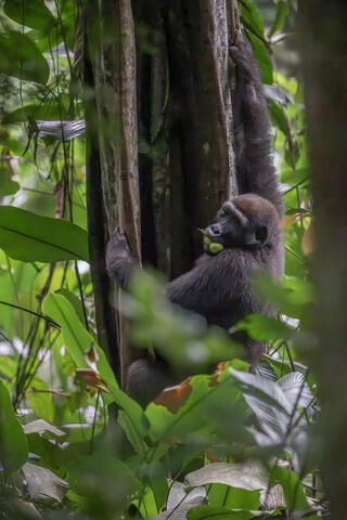 A wild western lowland gorilla climbs a tree with fruit in its mouth in congo, west africa. 