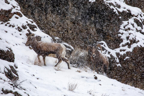 A bighorn Sheep Ram and ewe  traverses a rocky ridge in a Snowstorm during the rut