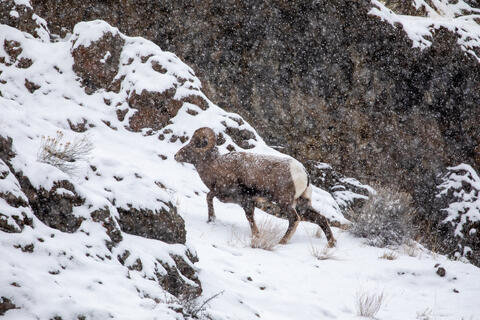 A bighorn Sheep Ram traverses a rocky ridge in a Snowstorm