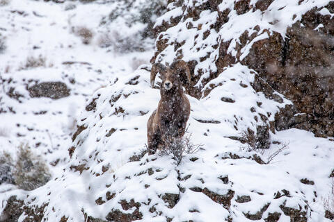 A bighorn Sheep Ram traverses a rocky ridge in a Snowstorm