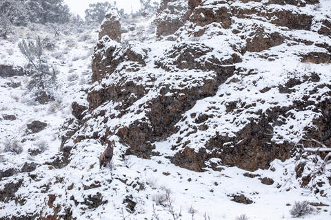 Bighorn Sheep Ram on a Rocky Ridge in a Snowstorm in Wyoming