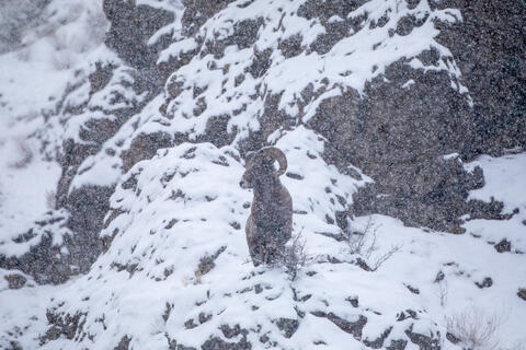 A bighorn Sheep Ram on a Rocky Ridge in a Snowstorm