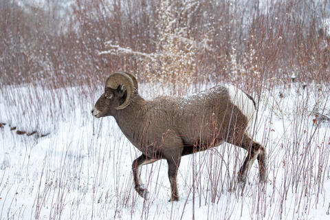 Bighorn Sheep Ram in the Snow