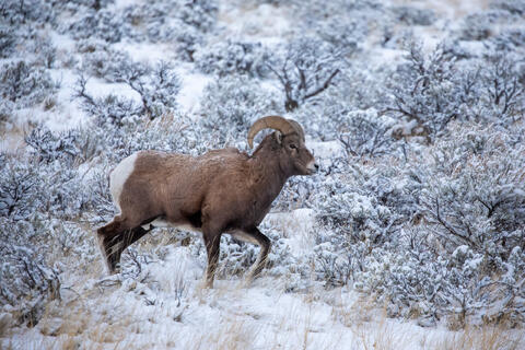 Bighorn Sheep Ram in the Snow