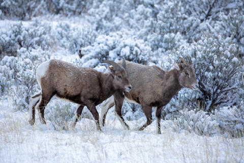 Bighorn Sheep Ewes in the Snow