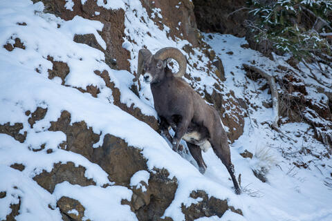 Bighorn Sheep Ram on a Rocky Ridge