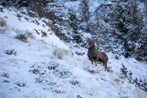 Bighorn Sheep Ram in the Snow
