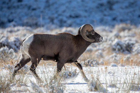 A bighorn sheep ram walking in the snow during the rut 