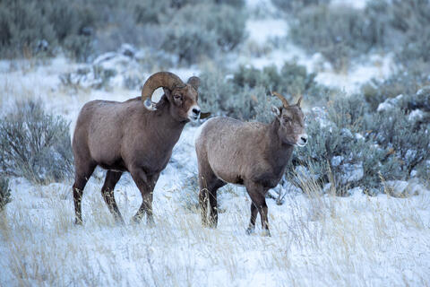 A bighorn sheep ram hot on the trail of a ewe in estrus during the rut in Wyoming. 
