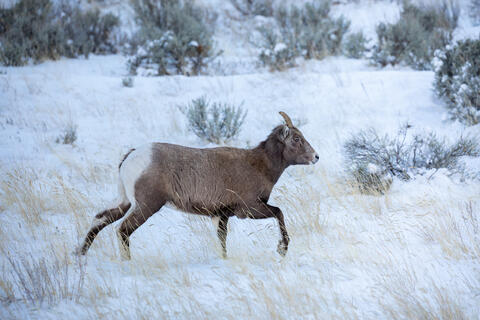 Bighorn Sheep Ewe in the Snow