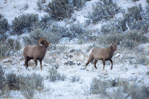 A bighorn sheep ram follows a ewe during the rut in the hopes of mating 
