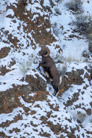 Bighorn Sheep Ram Climbing a Ridge in Wyoming in Winter