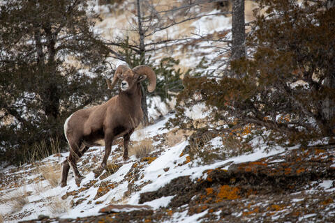 Bighorn Sheep during the Rut