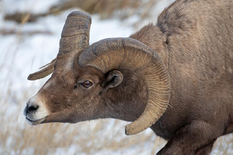 A bighorn sheep ram exhibiting the flehman response  twists its neck to sample the air for a ewe in estrus 