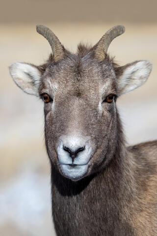 Bighorn sheep ewe portrait showing rectangular shaped pupils in Wyoming use in winter.