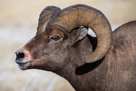 Bighorn sheep ram with evidence of confrontations of the rut including blood on the horns and snout, cracked tips of the horns, and worn horns.