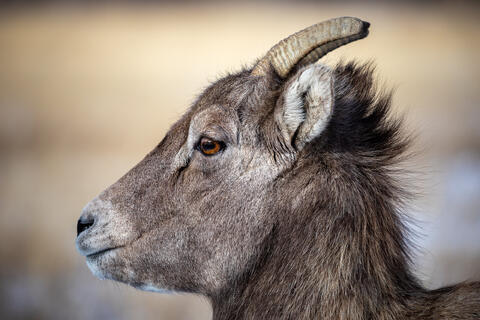 Side view portrait of a bighorn sheep ewe showing its rectangular pupils in Wyoming in winter. 
