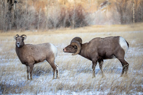 A bighorn ram exhibits the flehmen response while examining a ewe to mate with during the rut in wyoming, usa