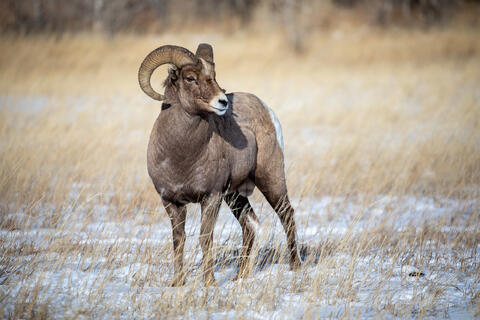 Bighorn Sheep Ram in the snow