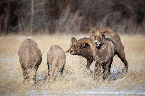 Two rams vie for two ewes during the rut