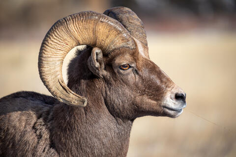 Closeup portrait of a bighorn sheep ram that is fully grown
