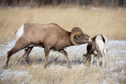 During the rut a bighorn sheep ram uses the flehmen response to hone in on a ewe in estrus. 