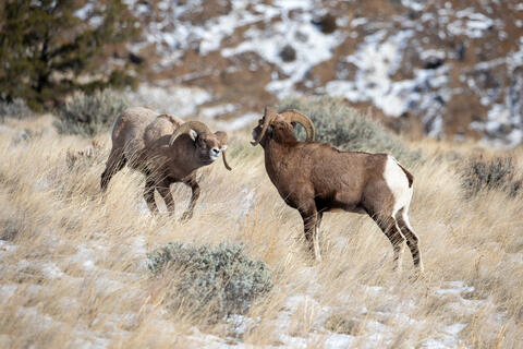 Bighorn Ram Challenging another during the Rut