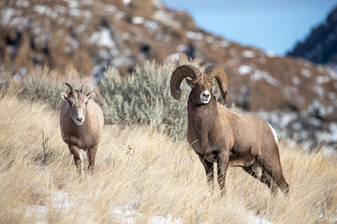 A bighorn ram follows a ewe during the rut