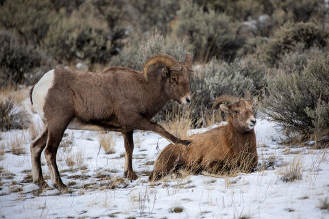 Two rams during the rut, one kicking the other. 