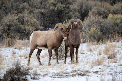 Two Bighorn rams during the Rut