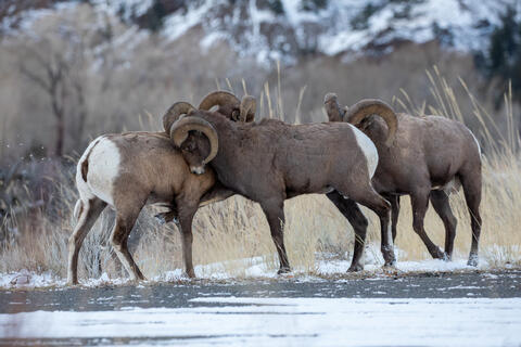 Rams spar during the rut with one kicking the other in the chest