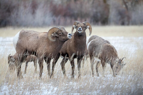 Two Bighorn Rams exhibiting the Flehmen Response with ewes close by